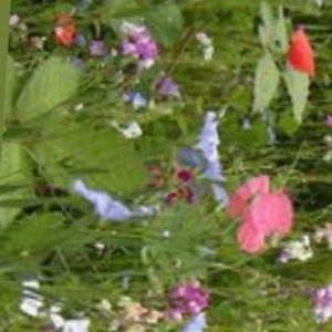 👙🕷meet ur posher,julian! 🕷👙